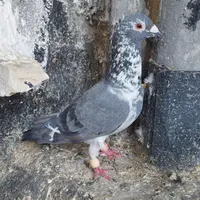 کبوتر بی بوم|پرنده|گناباد, |دیوار