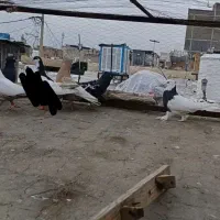 بهبونی پلنگ هوایی|پرنده|شیراز, کوشک میدان|دیوار