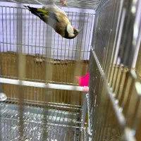 ماده سهره|پرنده|کرمانشاه, |دیوار