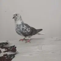 کبوترگرفتنی پرشی