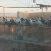 کفتر پرشی