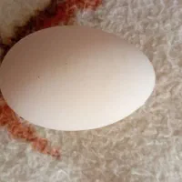 تخم غاز خوردنی