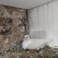 کبوتر مفت|پرنده|یاسوج, |دیوار