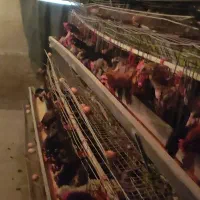 مرغ بومی تخم گذار گلپایگانی (تعداد محدود)