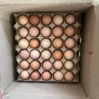 فروش تخم مرغ گلپایگان|خوردنی و آشامیدنی|گلپایگان, |دیوار