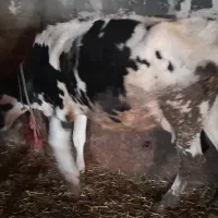 یک عدد گاو هلندی میان سال با گوساله ماده