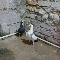 کفتر رنگی وسبز