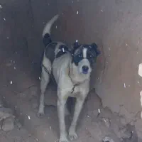 سگ نگهبان|سگ|مشهد, جانباز|دیوار