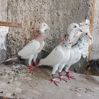 سار|پرنده|مشهد, کشاورز|دیوار