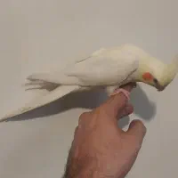 عروس هلندی دوماهه