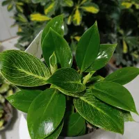 گل زاموفیلیا.اگلونما برفی.افوربیا گلدان.پتوس کاج|گل و گیاه طبیعی|اراک, |دیوار