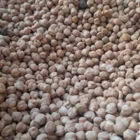 لوبیا خوش پخت|خوردنی و آشامیدنی|کوهدشت, |دیوار