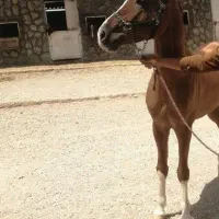 فروش اسب مادیان ترکی اصیل