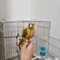 طوطی گرینچیک دستی بازیگوش با قفس بزرگ