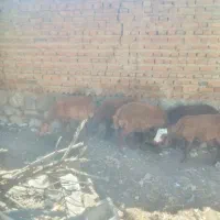 بره|حیوانات مزرعه|نمین, |دیوار