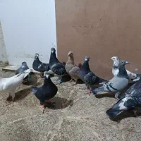 مجسمه کبوتر|مجسمه، تندیس، ماکت|بیرجند, |دیوار