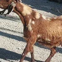 بز آبستن سر مایه|حیوانات مزرعه|جیرفت, |دیوار