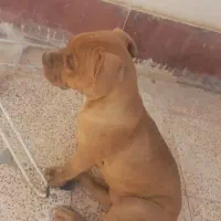 توله پیت بول