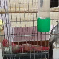 عروس هلندی نر و ماده سالم