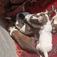 سگ نر وماده سرابی اصیل مناسب فوری