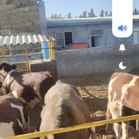 کارگر در گاوداری