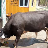 خرید و فروش گاو گوساله شکسته