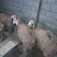 بره اوتاخ|حیوانات مزرعه|دره رود, |دیوار