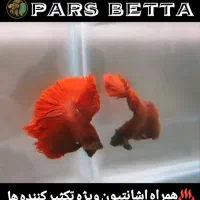 ماهی فایتر و لوازم تکثیر|ماهی|فردیس, شهرک راه آهن|دیوار