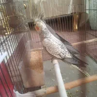 عروس هلندی|پرنده|تهران, شهرک زینبیه|دیوار