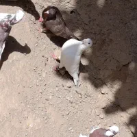 کفتر شهرستانی