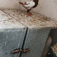 سرک سوسنی و خوشرنگ گلدار. و میلیمنز و دم سفید