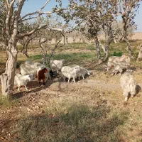 کهره