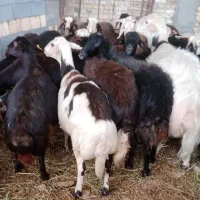 میش های افشاری پلنگی