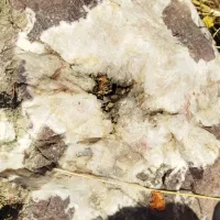 سنگ‌قیمتی‌آمیتیس