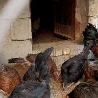 مرغ امروک|حیوانات مزرعه|نوشین شهر, |دیوار