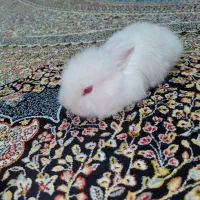 بچه خرگوش لوپ