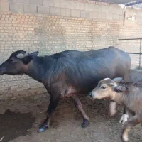گاومیش