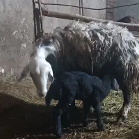 میش بره|حیوانات مزرعه|شیروان (لرستان), |دیوار