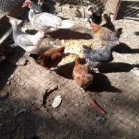 مرغ بومی و اردک اسرائیلی|حیوانات مزرعه|مبارکه, |دیوار