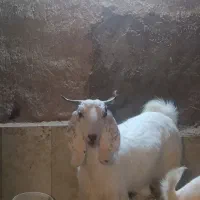 کره نر و بز ماده|حیوانات مزرعه|مهریز, |دیوار