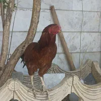 خروس دو رگ سرحال