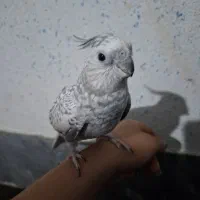 عروس هلندی ایزابلا