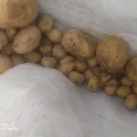 سیب زمینی درجه یک است و قیمتش مقطوع است|خوردنی و آشامیدنی|فرمهین, |دیوار