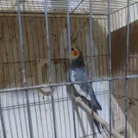 عروس هلندی|پرنده|گرگان, |دیوار