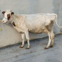 گاو با گوساله نر