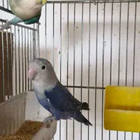 یک جفت کوتوله مولد|پرنده|مبارکه, |دیوار