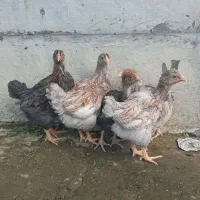 جوجه ویاندوت|حیوانات مزرعه|رضوانشهر, |دیوار