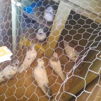 فروش تعدادی کبوتر