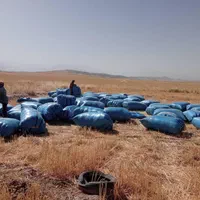 دامداران نگران نباشد من باشما هستم با بهترین کاه|خدمات باغبانی و درختکاری|دهدشت, |دیوار