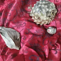 ماهی بادکنکی تزئینی و انگشتر نگین دار|جواهرات|آفتاب, |دیوار